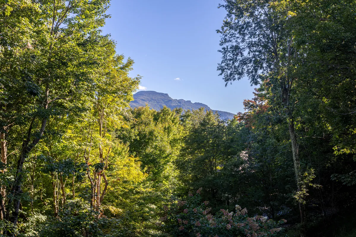 A scenic view of towering green trees with a distant mountain beneath a blue sky. The setting feels peaceful and offers a sense of the natural beauty that surrounds the property, ideal for hiking, nature walks, or simply enjoying the seasonal changes in foliage.